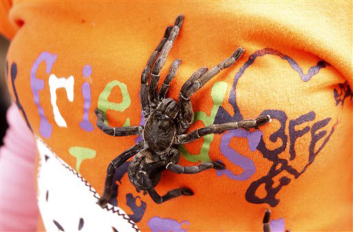 Cambodian Tasty Treat DeepFried Spiders CBS News